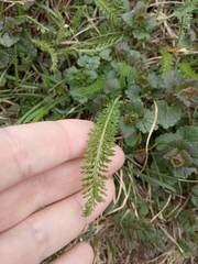 Achillea millefolium