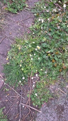 Bellis perennis