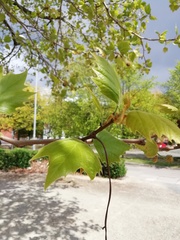 Platanus