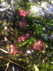 Drosera