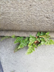 Asplenium adiantum-nigrum