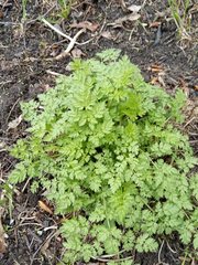 Anthriscus sylvestris