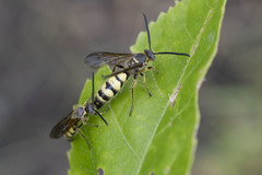 Campsomeriella