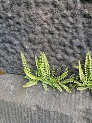 Asplenium trichomanes