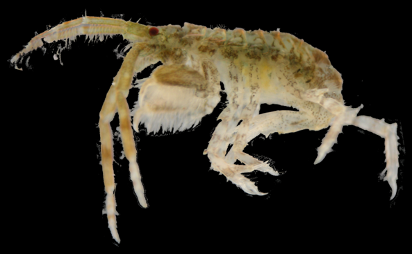 Podocerus brasiliensis
