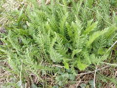 Achillea millefolium