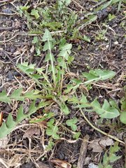 Taraxacum officinale