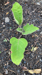 Solanum melongena