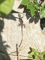 Sceloporus occidentalis