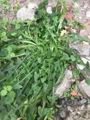 Taraxacum formosanum