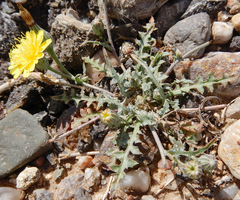 Malacothrix fendleri