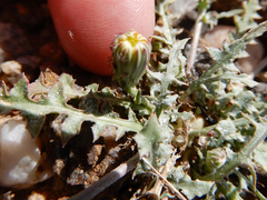 Malacothrix fendleri