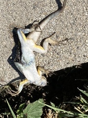 Sceloporus occidentalis