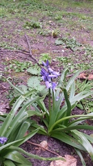 Hyacinthoides × massartiana