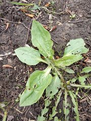 Plantago major