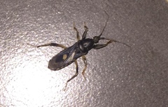 Ectomocoris