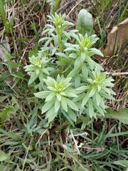 Linaria vulgaris