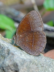 Mycalesis inopia