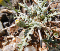 Malacothrix fendleri