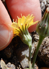 Malacothrix fendleri