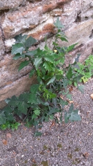 Sonchus oleraceus
