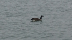 Branta canadensis