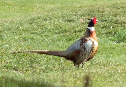 Faisán vulgar (Phasianus colchicus)