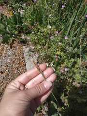 Carex flacca serrulata