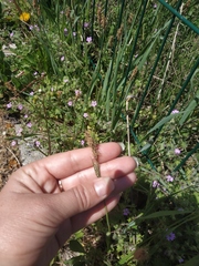 Carex flacca serrulata