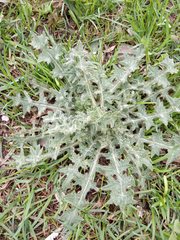 Cirsium vulgare