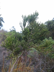 Widdringtonia nodiflora