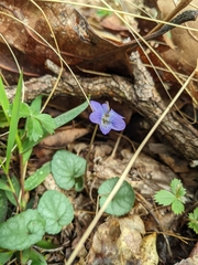 Viola hirsutula