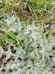 Cirsium vulgare