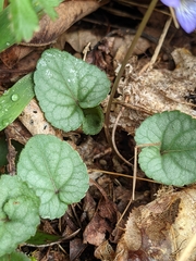 Viola hirsutula
