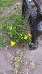 Senecio squalidus