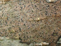 Pseudoschismatomma rufescens