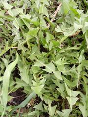 Taraxacum officinale