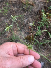 Cyperus grayioides