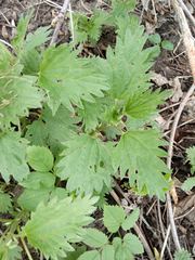 Urtica dioica