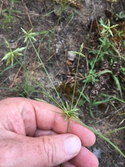 Cyperus grayioides