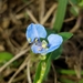 Climbing Dayflower - Photo (c) Benjamin J. Dion, some rights reserved (CC BY-NC-SA)