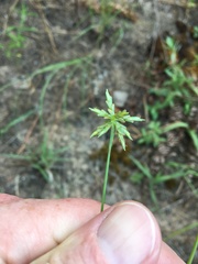 Cyperus grayioides
