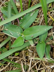 Commelina diffusa diffusa