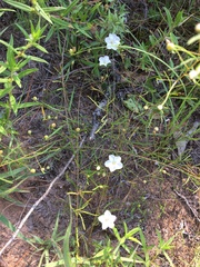 Stylisma pickeringii pattersonii