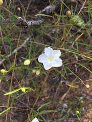 Stylisma pickeringii pattersonii