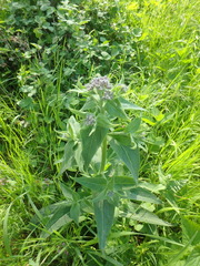 Hesperis pycnotricha