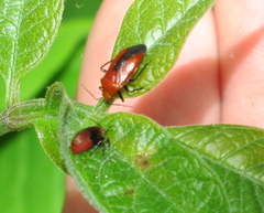 Tropidosteptes cardinalis