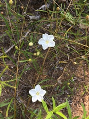 Stylisma pickeringii pattersonii