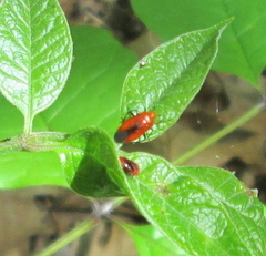 Tropidosteptes cardinalis