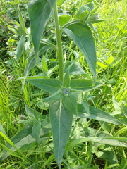 Hesperis pycnotricha